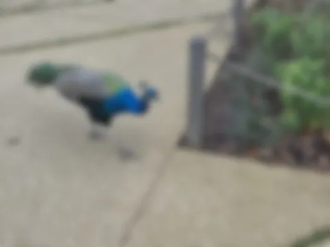 Colline aux Oiseaux Caen 6 Nov 2025