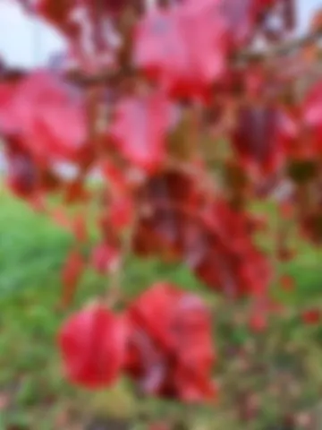 Louvigny 13 novembre 2025